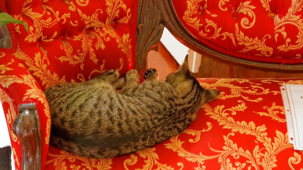 04 - Key West (5) Hemingway Home.jpg